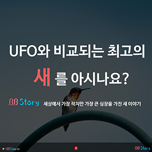 비비스토리, UFO와 비교되는 새, 가장 작지만 가장 큰 심장을 가진 새