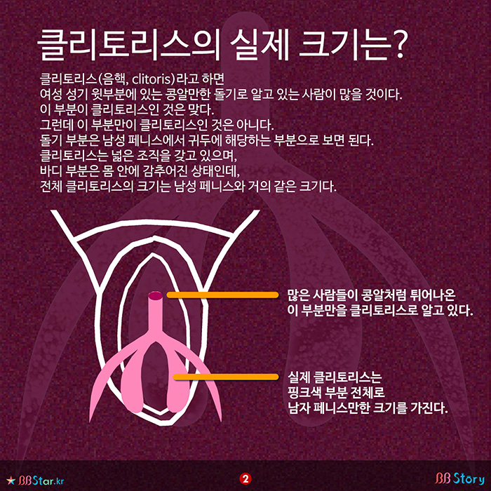 비비스토리, BBStory, 클리토리스의 실제 크기는?