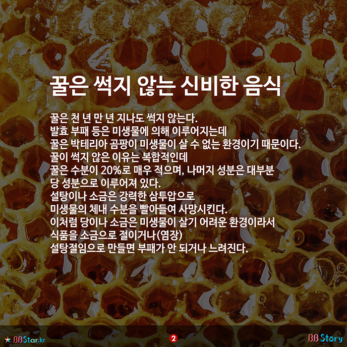 비비스토리, BBStory, 꿀은 썩지 않는 신비한 음식