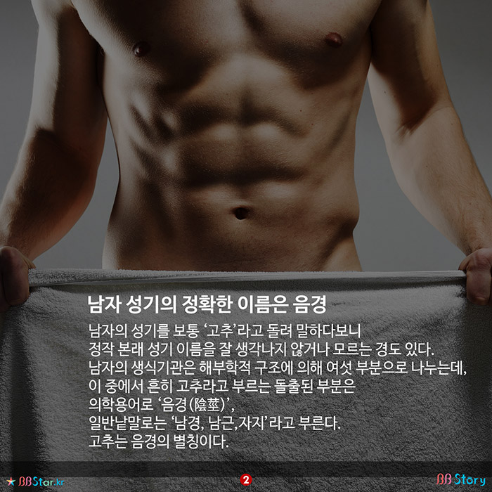 비비스토리, BBStory, 남자 성기의 정확한 이름은 음경