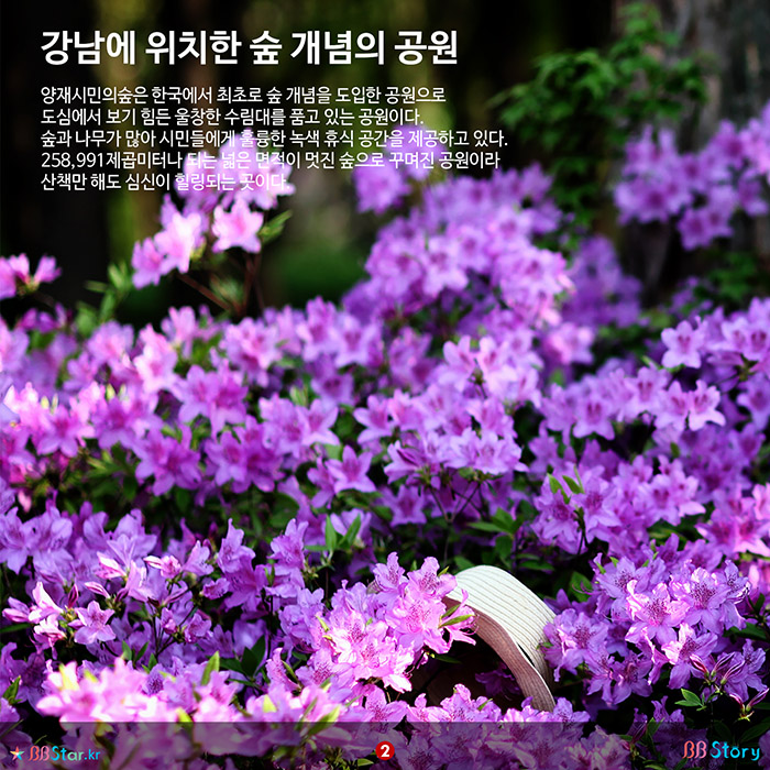 비비스토리, BBStory, 강남에 위치한 숲 개념의 공원, 양재시민의숲