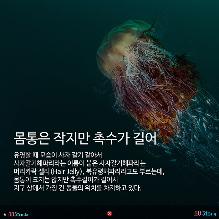 비비스토리, BBStory, 몸통은 작지만 촉수가 길어