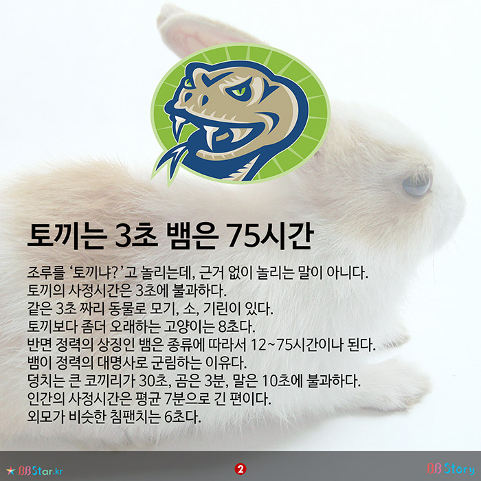 비비스토리, BBStory, 토끼와 뱀이 정력의 대명사인 이유, 동물들의 사정시간
