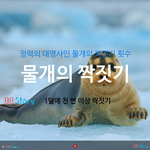 정력의 대명사인 물개의 짝짓기 횟수