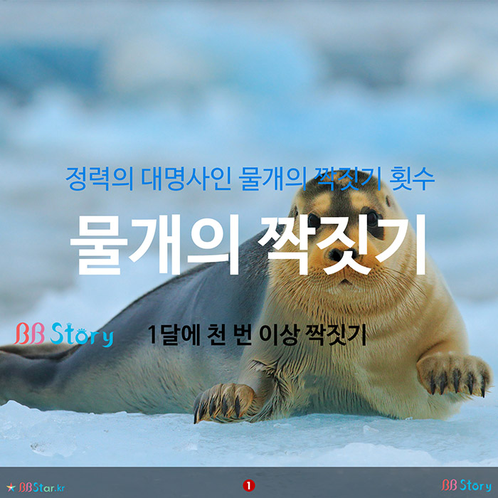 비비스토리, BBStory, 정력의 대명사인 물개의 짝짓기 횟수