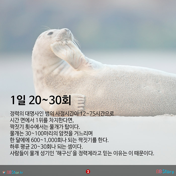 비비스토리, BBStory, 정력의 대명사인 물개 1일 20~30회, 100마리의 암컷 거느려