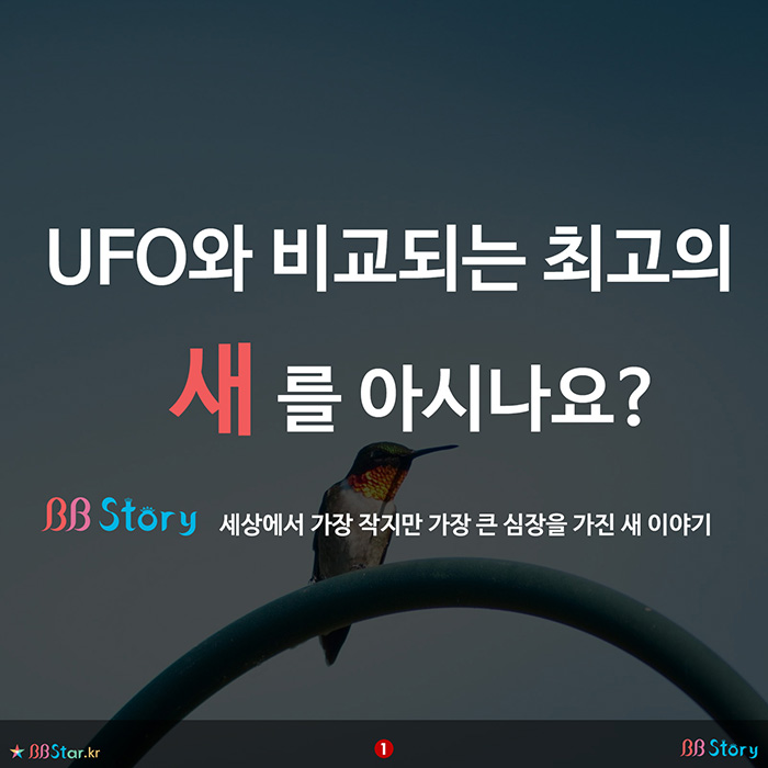 비비스토리, BBStory, UFO와 비견되는 최고의 새