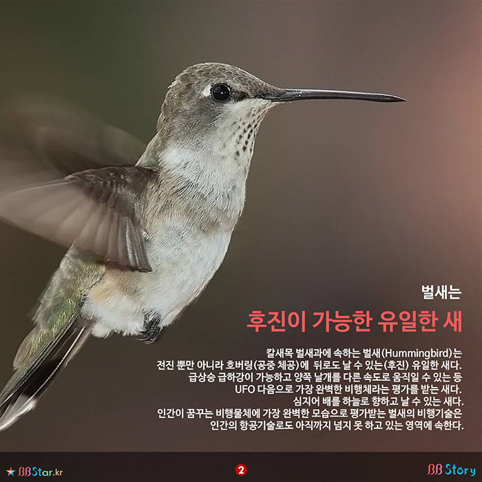 비비스토리, BBStory, 후진과 호버링이 되는 유일한 새