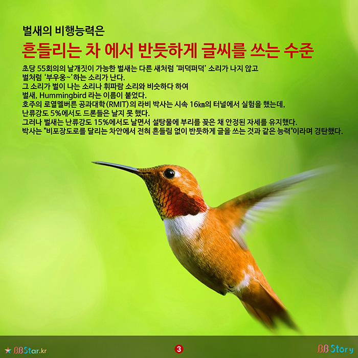 비비스토리, BBStory, 최고의 비행능력을 가진 새