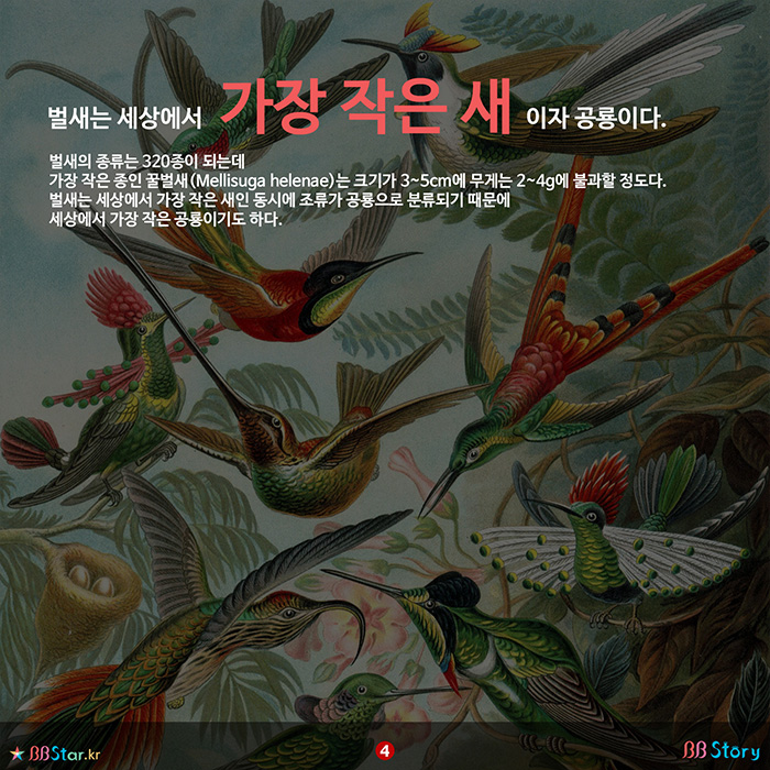 비비스토리, BBStory, 세상에서 가장 작은 새, 가장 작은 공룡