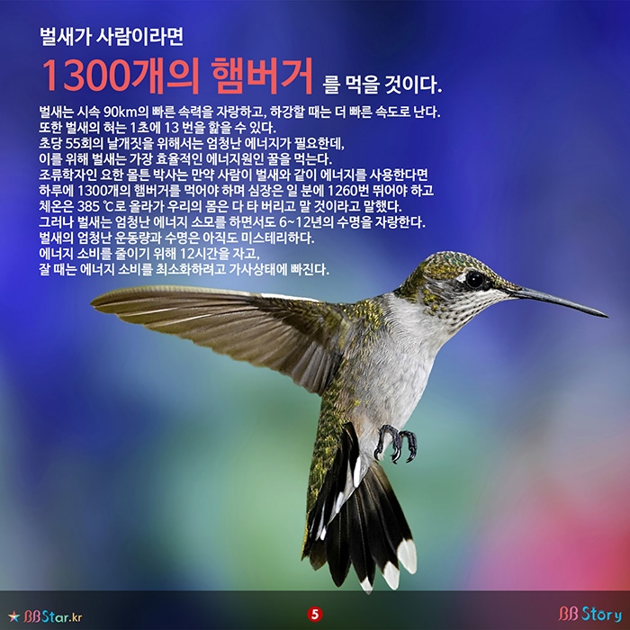 비비스토리, BBStory, 1300개의 햄버거를 먹는 에너지를 가진 새
