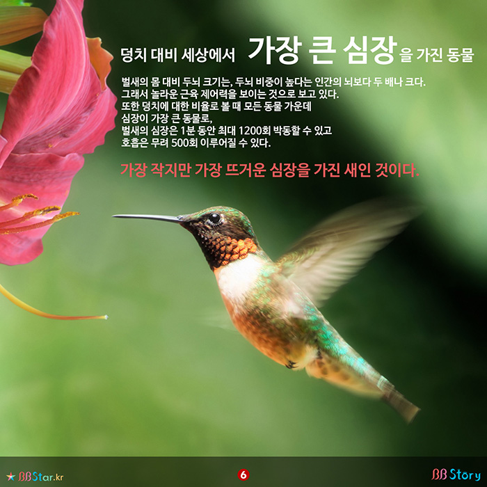 비비스토리, BBStory, 덩치 대비 가장 큰 심장을 가진 동물