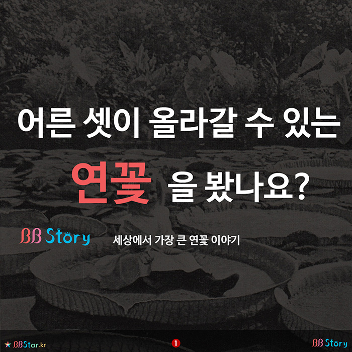 비비스토리, BBStory, 어른 셋이 올라갈 수 있는 연꽃