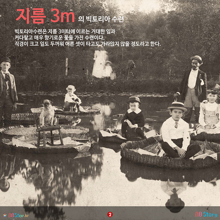 비비스토리, BBStory, 지름 3m의 연꽃