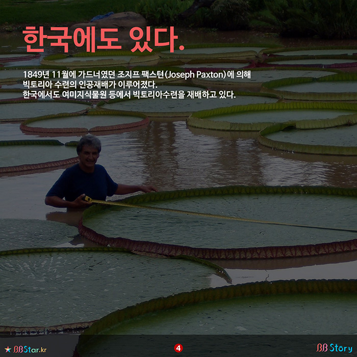 비비스토리, BBStory, 여미지 식물원에 있는 빅토리아수련