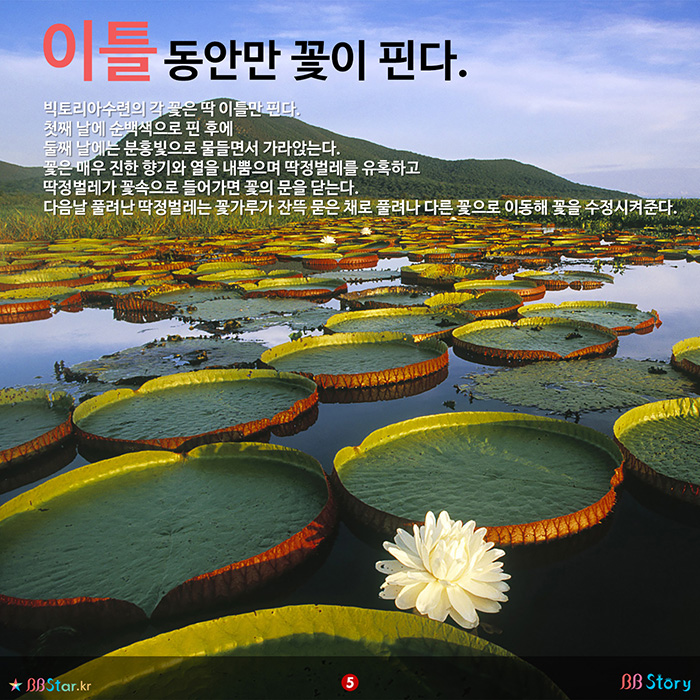 비비스토리, BBStory, 이틀 동안만 꽃이 피는 연꽃