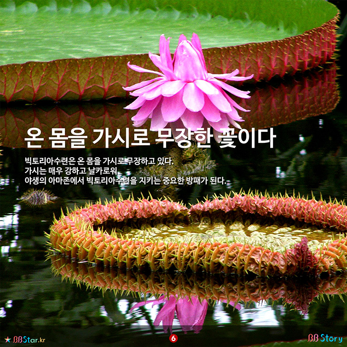 비비스토리, BBStory, 가시로 무장한 식물