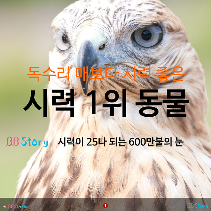 비비스토리, BBStory, 독수리 매보다 시력 좋은, 시력 1위 동물