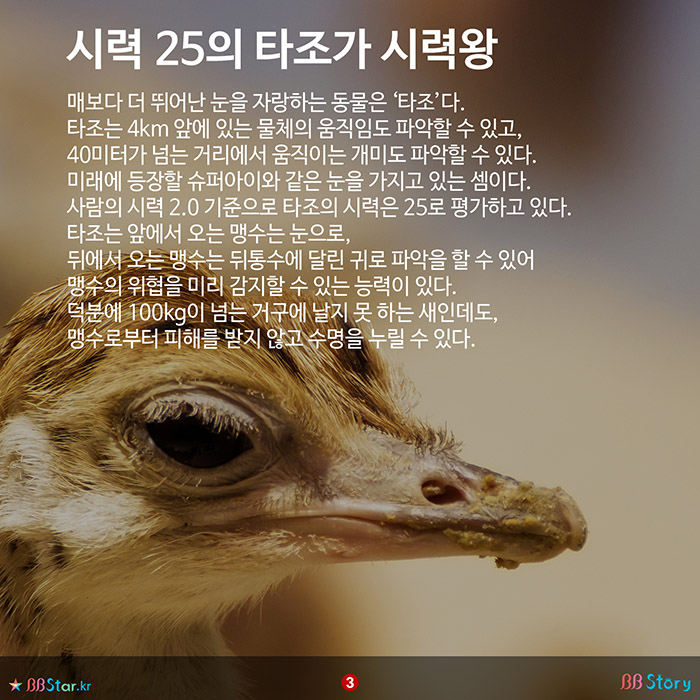 비비스토리, BBStory, 시력 25의 타조가 시력왕